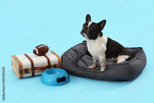 Cute French Bulldog in pet ...
