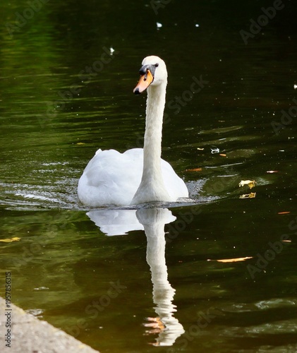 Swan swimming in the pond with reflection