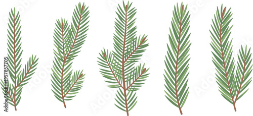 Green pine needles branches on transparent background, coniferous tree elements, winter foliage.