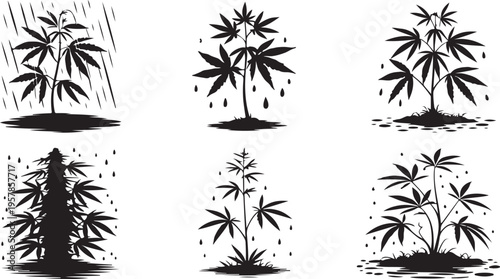 Cannabis plant growth stages in silhouette including watering, flowering, and bushy varieties, isolated on transparent background