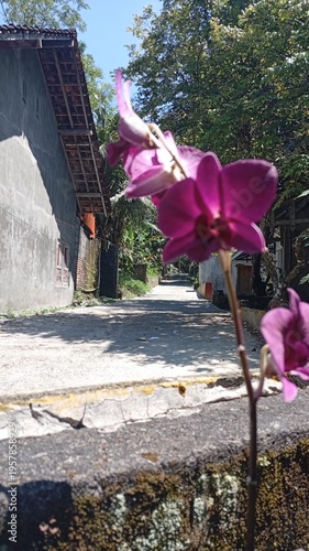 Beautiful purple flower