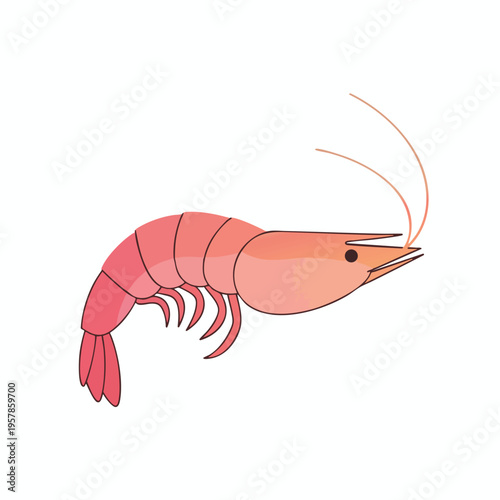 Pink shrimp, a simple stylized illustration with defined segments