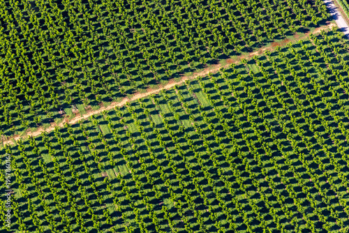 Cobram aerial view of tree shadows and agricultural crop patterns, Victoria Australia