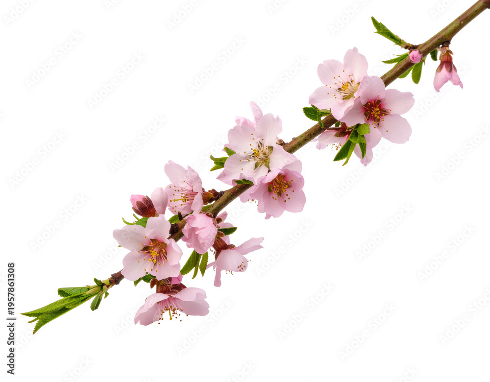 Fototapeta premium Cherry blossom branch