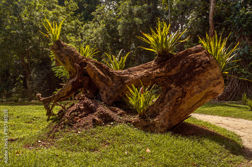 Dead tree trunk covered with epiphytic plants and bromeliads.