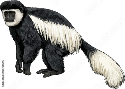 Photos Colobus guereza illustration art