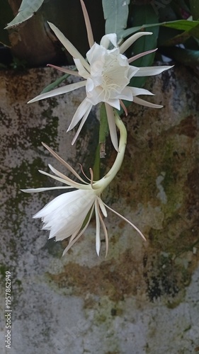 Tuberose flowers are blooming