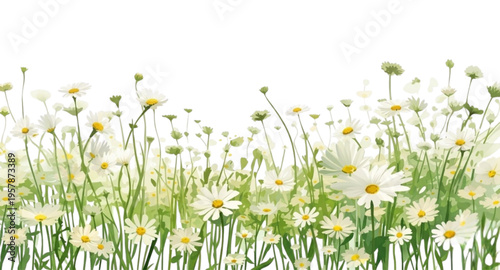 Illustration of White Aster Flower Field on Isolated White Background
