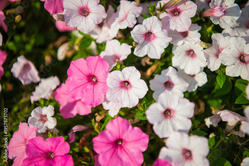 Vivid petunia garden flower growing. Petunia flower in nature. Summer nature aroma. Vivid inflorescences of flowering plant. Flower of petunia. Flowering background. Petunia blossom