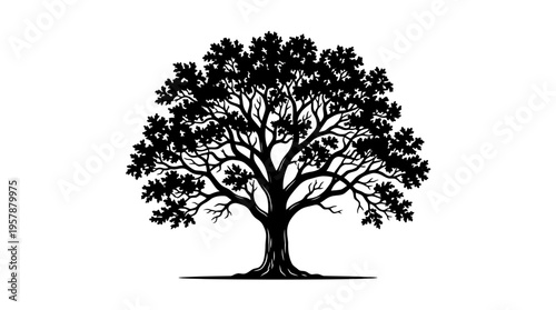 Silhouette of a mature oak tree with dense foliage.