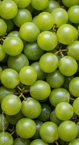 Fresh Bunch of Green Grapes on the Vine Close-Up.