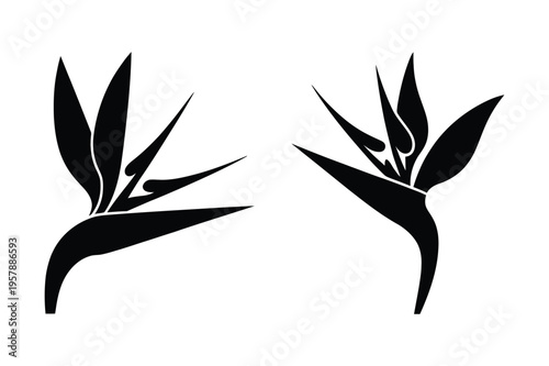 Bird of paradise flower icon vector graphic tropical