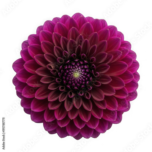 Dahlia flower with deep pink petals and green center isolated on a transparent background