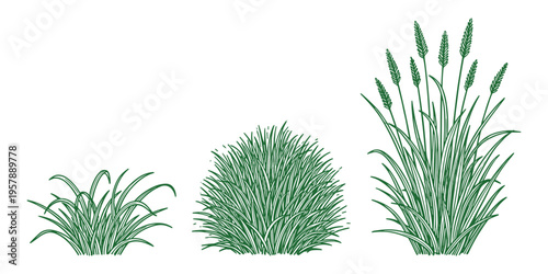 Vector green grass and reeds plants isolated on transparent background, nature element