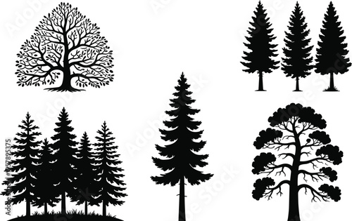 Black and white of various types of coniferous trees and bushes with detailed branches pine trees