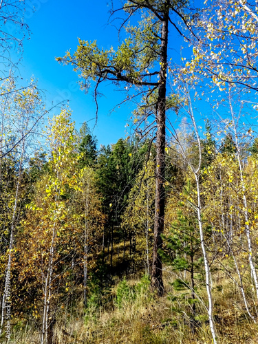 view of an autumn forest on a low mountain, southern Urals