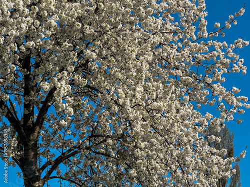 White flowering tree branches against clear blue spring sky