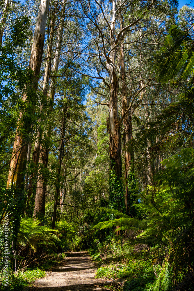 Fototapeta premium Scenic road in the forest Dandenong ranges botanic garden. Rhododendron Park. Australia, Victoria 12.27.2025