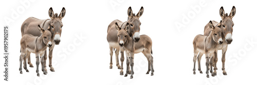 Donkey Equus africanus asinus Family Collection, Group of Adult and Young Donkey Foal Isolated on White Background for Wildlife Illustration, Nature Education and Research