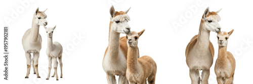 Photos Alpaca Vicugna pacos Family Collection, Group of Adult and Young Alpaca Cria Iso