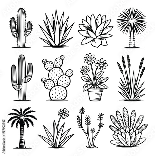 Desert Cacti and Succulents Vector Illustration