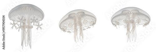 Translucent Moon Jellyfish with Ephyra Larvae Isolated on White Background - Aurelia Aurita Life Cycle Illustration, Marine Biology Photography, and Jellyfish Medusa Nature Science Art
