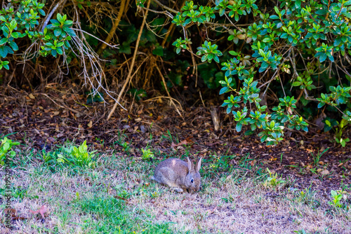 Cute little wild rabbit at Dandenong ranges botanic garden. Rhododendron Park. Australia, Victoria 12.27.2025