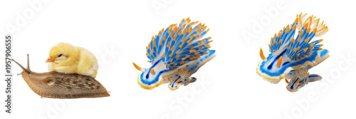 Tableau sur toile Yellow Chick Gallus Gallus Domesticus and Blue Nudibranch Sea Slug Hypselodoris