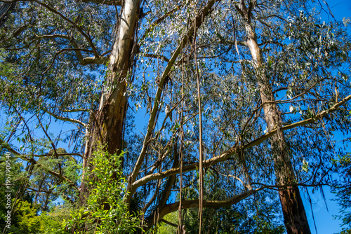 Kookaburra on eucalyptus branches against a blue sky at Dandenong ranges botanic garden. Rhododendron Park. Australia, Victoria 12.27.2025