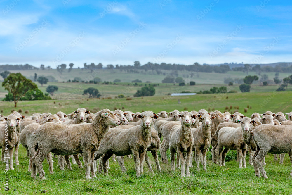 Fototapeta premium flock of sheep on pasture