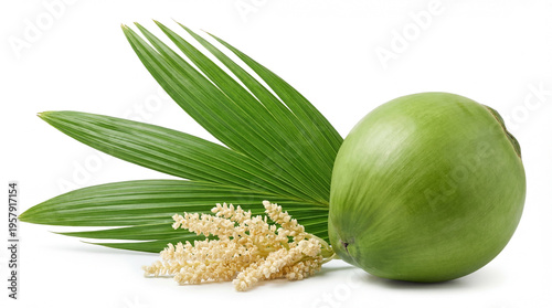 Fresh green coconut with palm leaf and blossom isolated on white background.