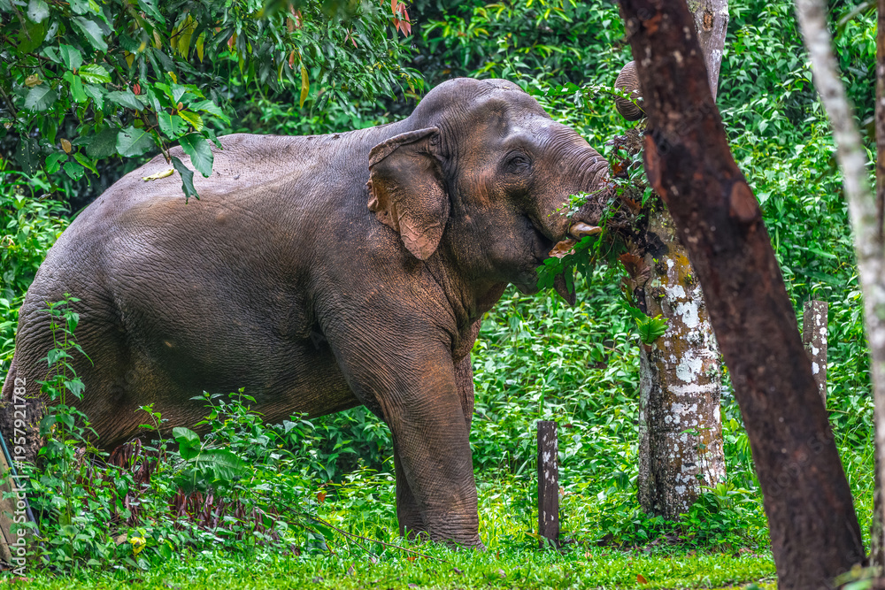 Fototapeta premium Its body is gray, its snout is called the trunk. The trunk of the Asian elephant has only one beak. Nakhon Ratchasima, Thailand.