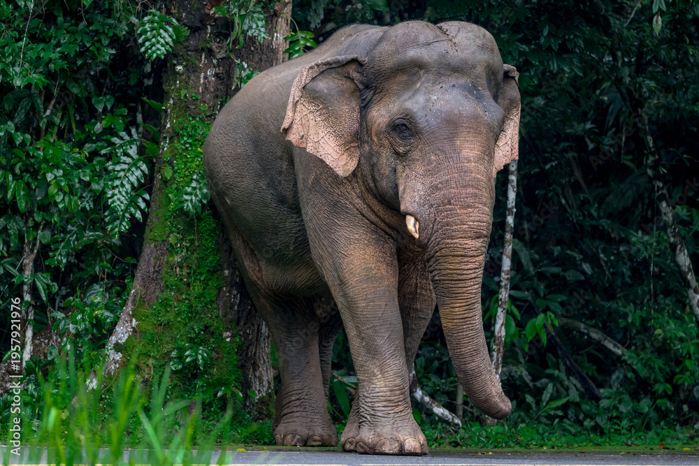 Fototapeta premium Its body is gray, its snout is called the trunk. The trunk of the Asian elephant has only one beak. Nakhon Ratchasima, Thailand.