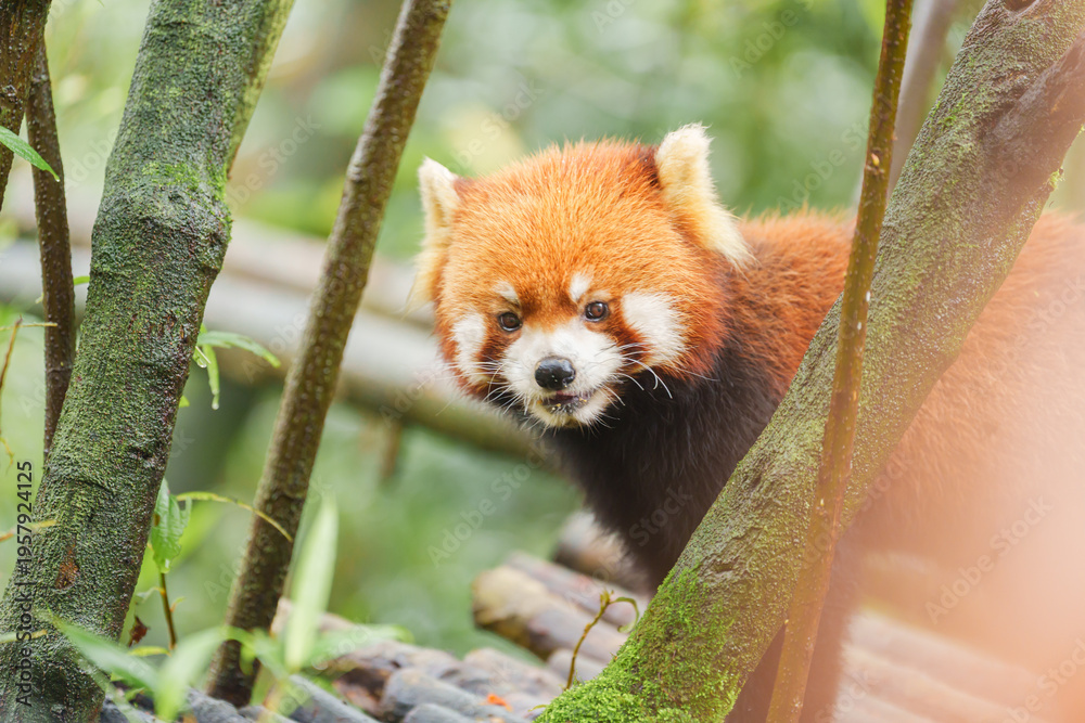 Fototapeta premium Cute Red Panda, Ailurus fulgens or lesser panda in forest at Chengdu Panda Breeding Research Center Dujiangyan. landmark and popular for tourists attractions in Chengdu, China. Travel and Vacation