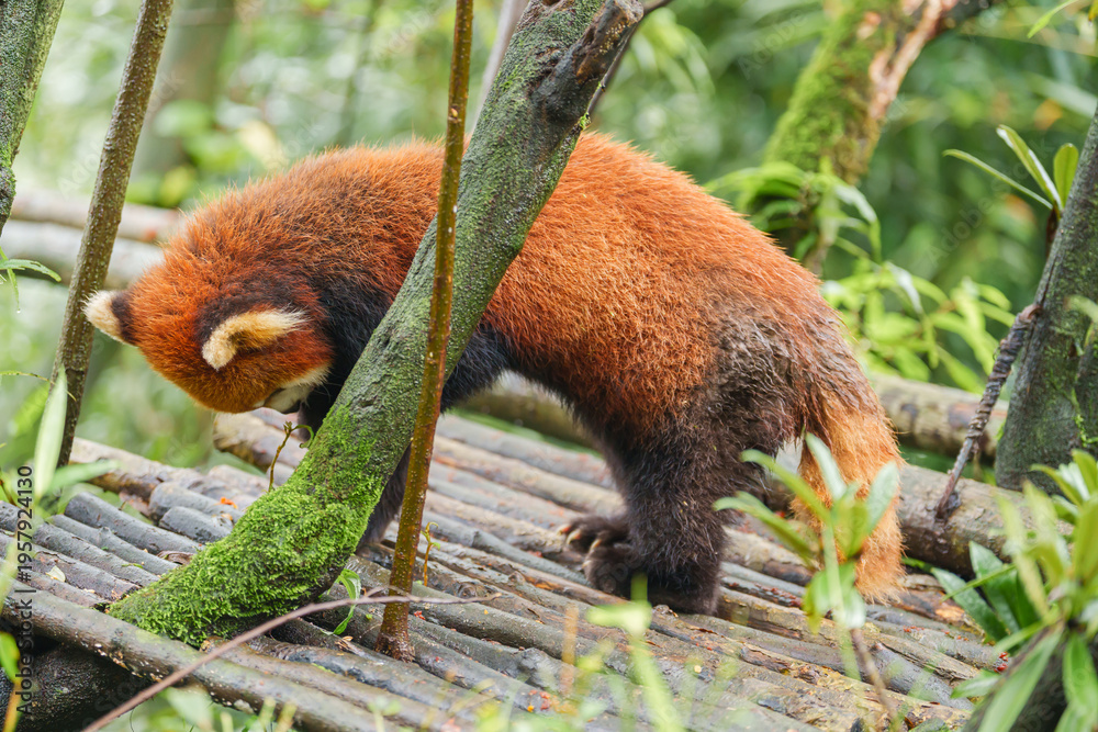 Fototapeta premium Cute Red Panda, Ailurus fulgens or lesser panda in forest at Chengdu Panda Breeding Research Center Dujiangyan. landmark and popular for tourists attractions in Chengdu, China. Travel and Vacation