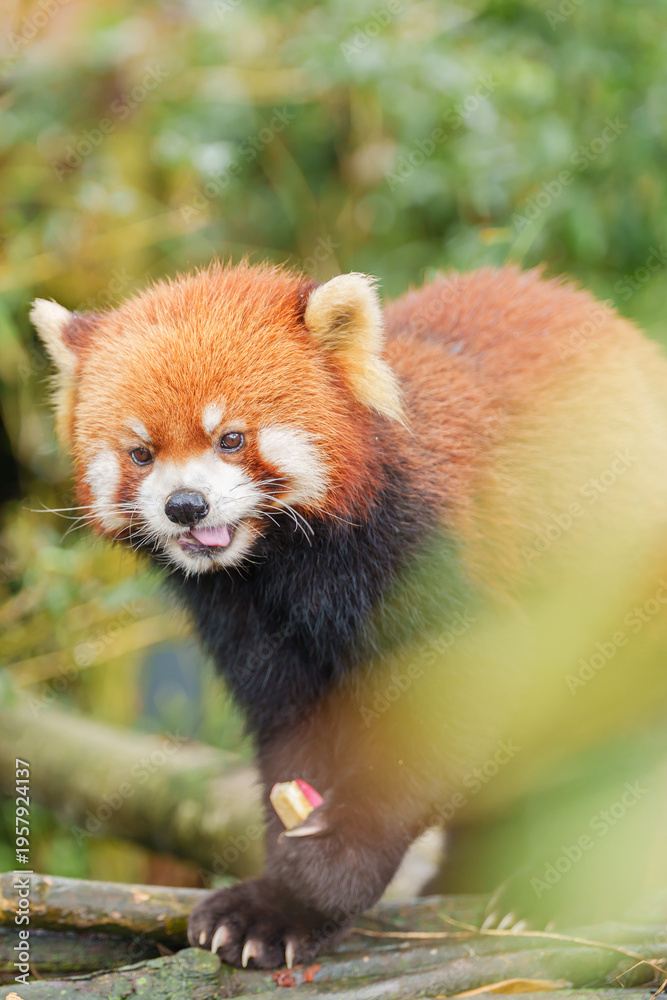 Obraz premium Cute Red Panda, Ailurus fulgens or lesser panda in forest at Chengdu Panda Breeding Research Center Dujiangyan. landmark and popular for tourists attractions in Chengdu, China. Travel and Vacation