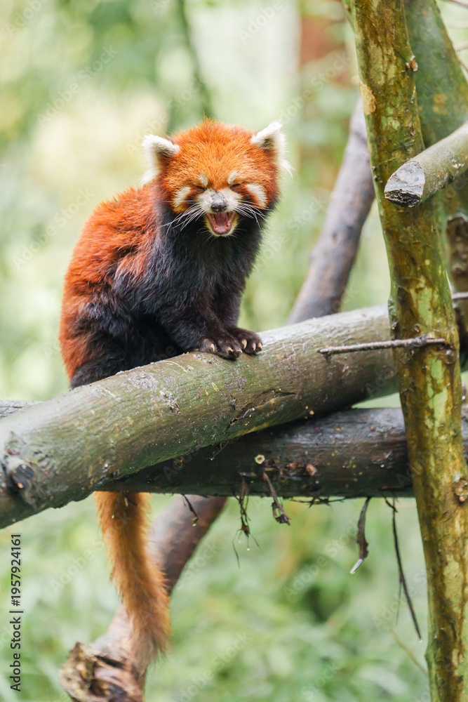 Fototapeta premium Cute Red Panda, Ailurus fulgens or lesser panda in forest at Chengdu Panda Breeding Research Center Dujiangyan. landmark and popular for tourists attractions in Chengdu, China. Travel and Vacation