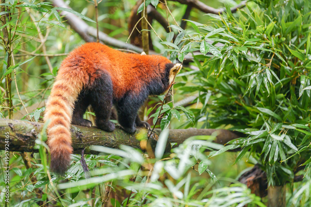 Fototapeta premium Cute Red Panda, Ailurus fulgens or lesser panda in forest at Chengdu Panda Breeding Research Center Dujiangyan. landmark and popular for tourists attractions in Chengdu, China. Travel and Vacation