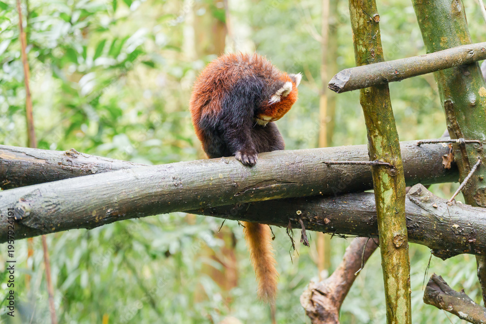 Obraz premium Cute Red Panda, Ailurus fulgens or lesser panda in forest at Chengdu Panda Breeding Research Center Dujiangyan. landmark and popular for tourists attractions in Chengdu, China. Travel and Vacation