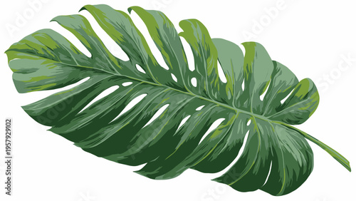 Vibrant Monstera Deliciosa Leaf, Detailed Tropical Plant Illustration