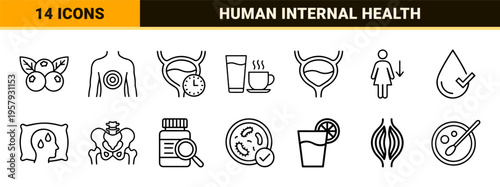 Urology and Digestive Health Monoline Outline Icons for Medical Diagnostics, Bladder Care, and Gastrointestinal Wellness Visualization