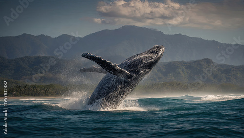 humpback whale tail
