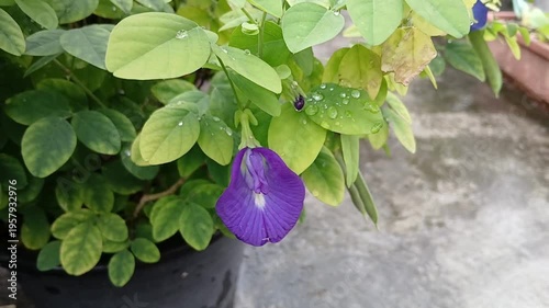 Picking Butterfly Pea Flowers