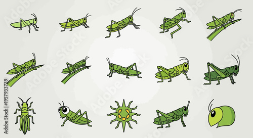 Collection of various green grasshoppers insects.