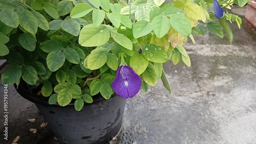 Picking Butterfly Pea Flowers