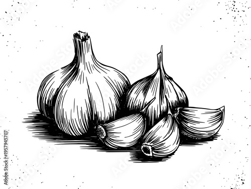 Hand drawn black and white of garlic bulbs and cloves a speckled white background
