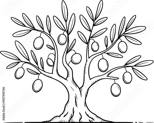 Hand Drawn Black and White Olive Tree with Fruit White Background branch leaf