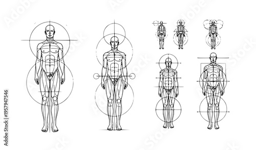 Abstract human proportion diagram vector illustration geometric anatomy