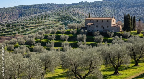Tuscan Villa Surrounded By Terraced Olive Groves And Rolling Hills