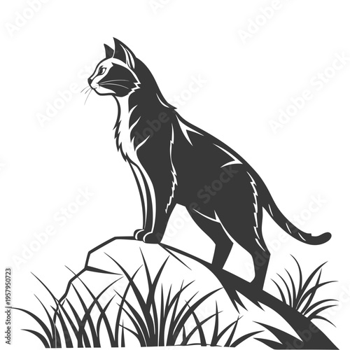 A black cat standing on a rock looking ahead